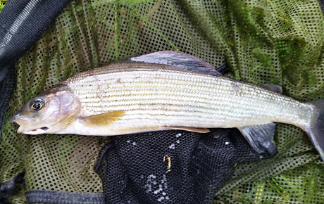 A Bonus Grayling